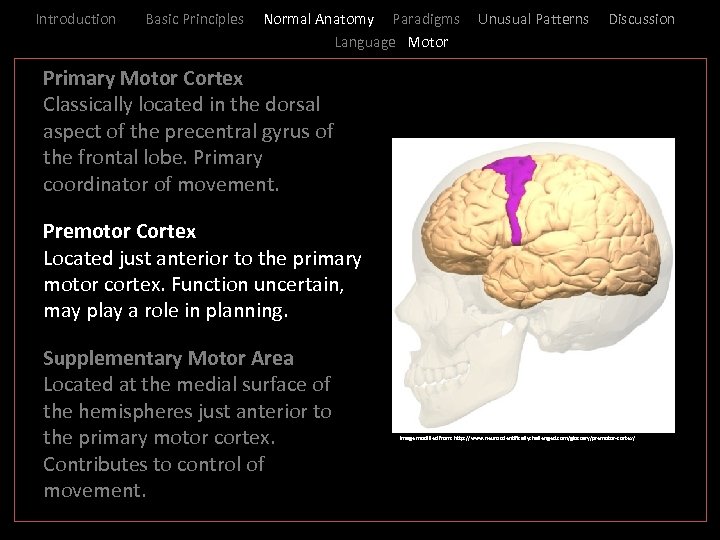 Introduction Basic Principles Normal Anatomy Paradigms Language Motor Unusual Patterns Discussion _ Primary Motor