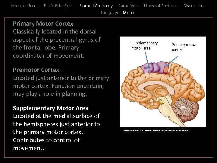 Introduction Basic Principles Normal Anatomy Paradigms Language Motor Unusual Patterns Discussion _ Primary Motor