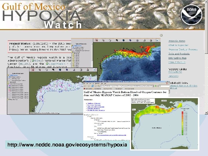 Gulf of Mexico Hypoxia Watch Program http: //www. ncddc. noaa. gov/ecosystems/hypoxia 