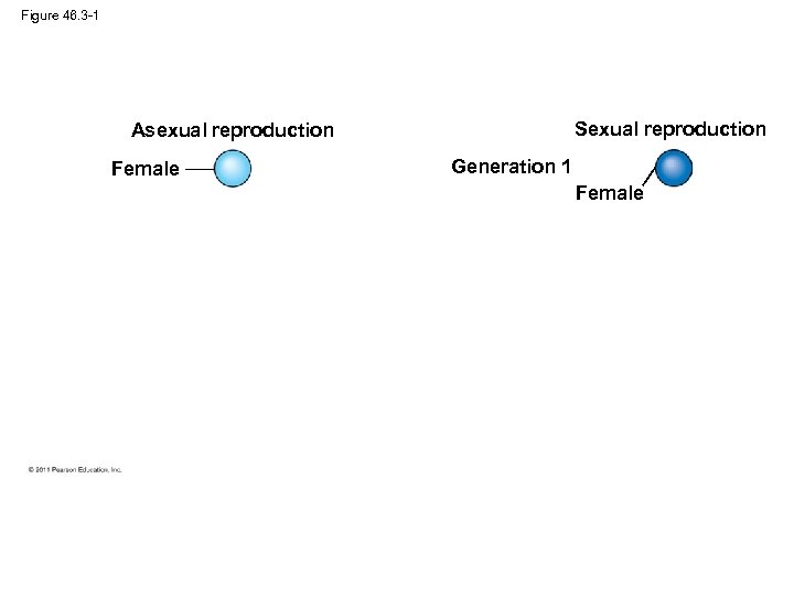 Figure 46. 3 -1 Sexual reproduction Asexual reproduction Female Generation 1 Female 