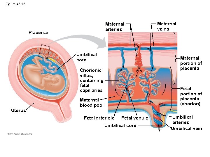 Figure 46. 16 Maternal arteries Placenta Umbilical cord Maternal veins Maternal portion of placenta