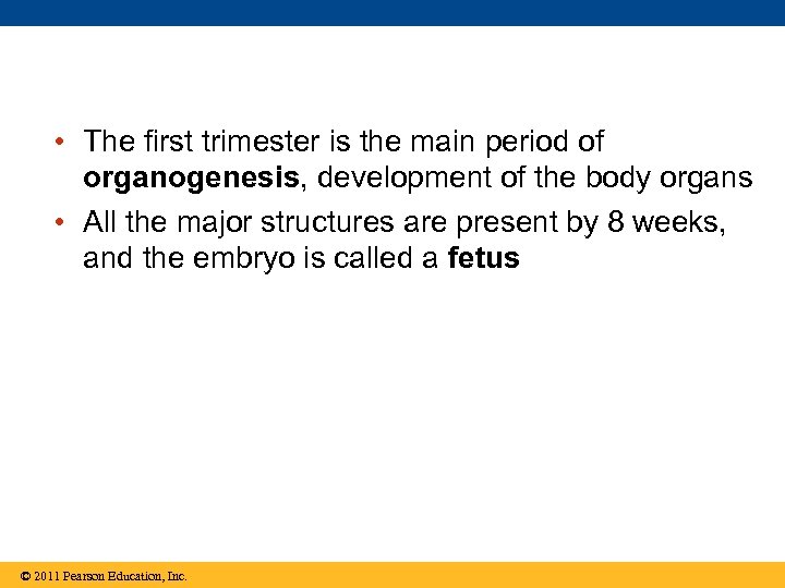  • The first trimester is the main period of organogenesis, development of the