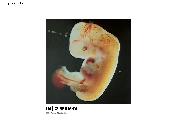 Figure 46. 17 a (a) 5 weeks 