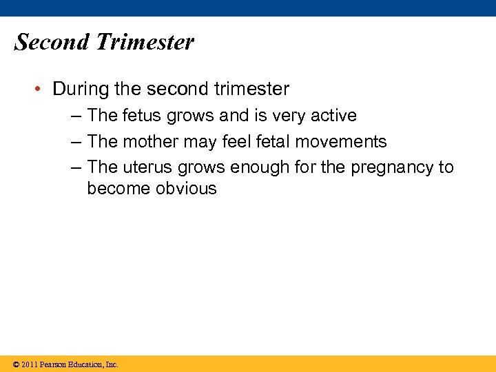 Second Trimester • During the second trimester – The fetus grows and is very