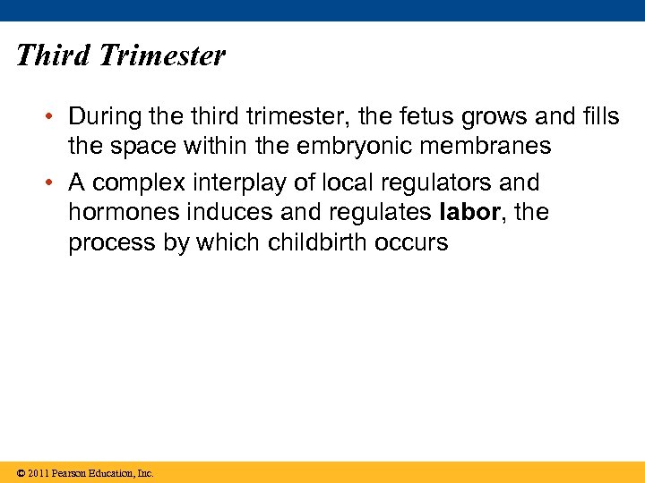 Third Trimester • During the third trimester, the fetus grows and fills the space