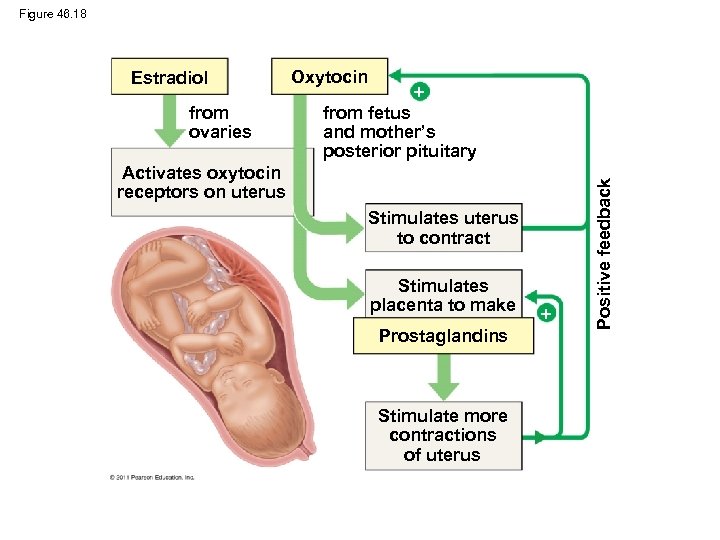 Figure 46. 18 from ovaries Oxytocin from fetus and mother’s posterior pituitary Activates oxytocin