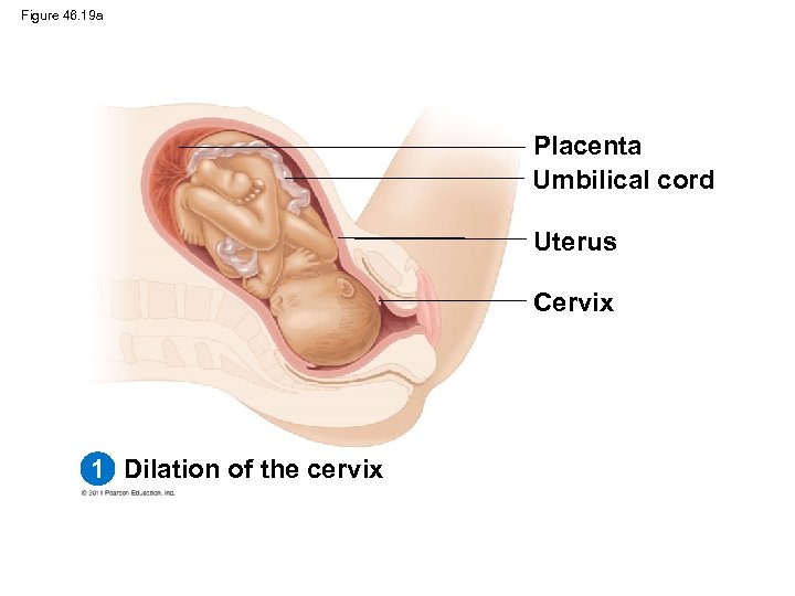 Figure 46. 19 a Placenta Umbilical cord Uterus Cervix 1 Dilation of the cervix