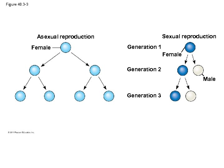 Figure 46. 3 -3 Sexual reproduction Asexual reproduction Female Generation 1 Female Generation 2