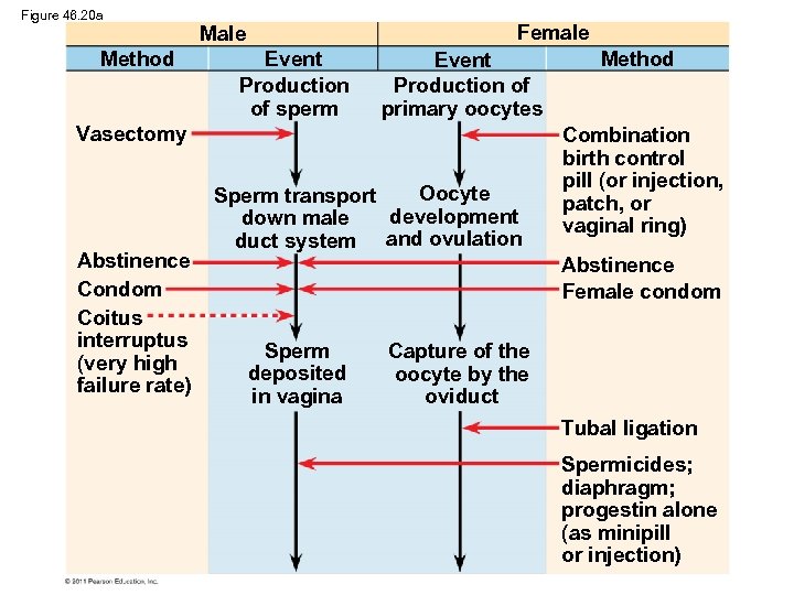 Figure 46. 20 a Method Female Male Event Production of sperm Event Production of