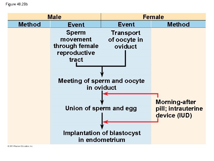 Figure 46. 20 b Male Method Female Event Sperm movement through female reproductive tract