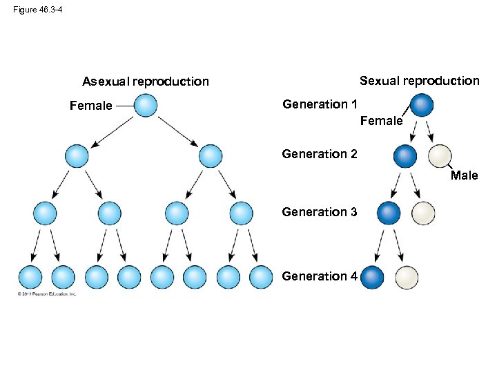 Figure 46. 3 -4 Sexual reproduction Asexual reproduction Female Generation 1 Female Generation 2