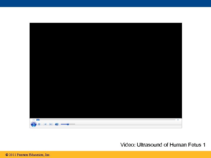 Video: Ultrasound of Human Fetus 1 © 2011 Pearson Education, Inc. 