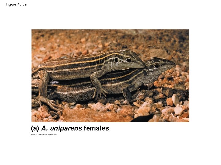 Figure 46. 5 a (a) A. uniparens females 