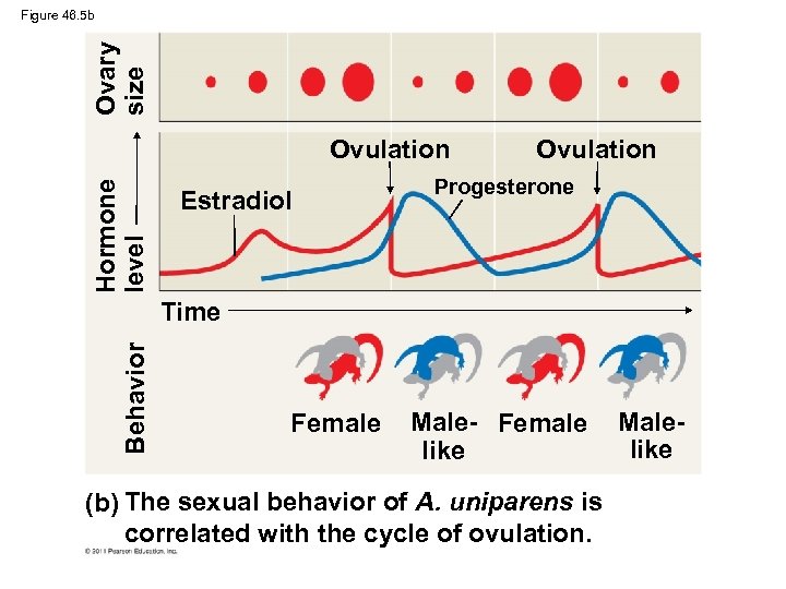 Ovary size Figure 46. 5 b Hormone level Ovulation Estradiol Ovulation Progesterone Behavior Time