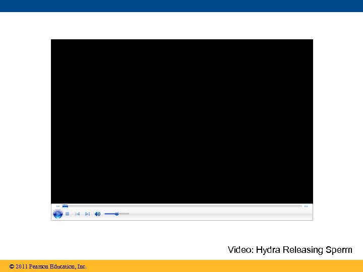 Video: Hydra Releasing Sperm © 2011 Pearson Education, Inc. 