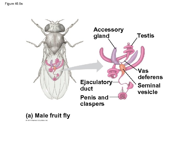 Figure 46. 8 a Accessory gland Ejaculatory duct Penis and claspers (a) Male fruit