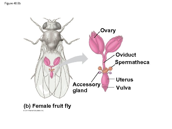 Figure 46. 8 b Ovary Oviduct Spermatheca Accessory gland (b) Female fruit fly Uterus