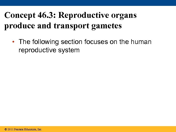 Concept 46. 3: Reproductive organs produce and transport gametes • The following section focuses