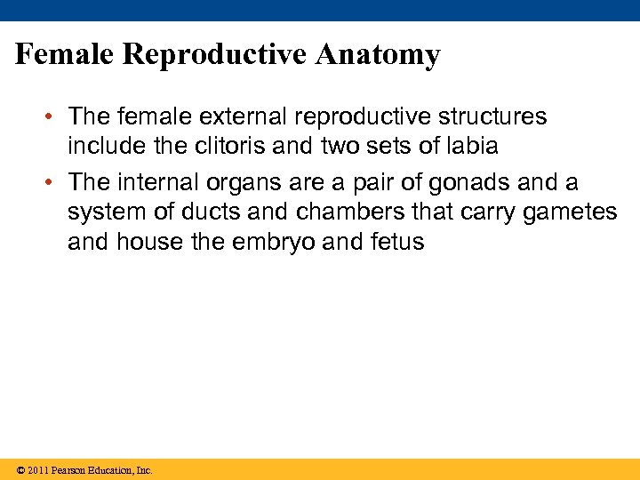 Female Reproductive Anatomy • The female external reproductive structures include the clitoris and two