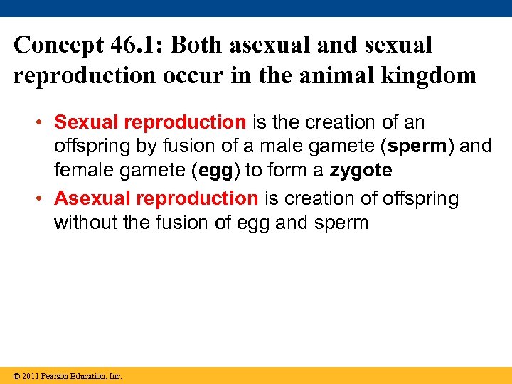 Concept 46. 1: Both asexual and sexual reproduction occur in the animal kingdom •