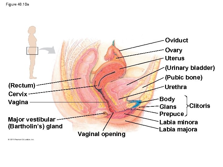 Figure 46. 10 a Oviduct Ovary Uterus (Urinary bladder) (Pubic bone) (Rectum) Cervix Vagina