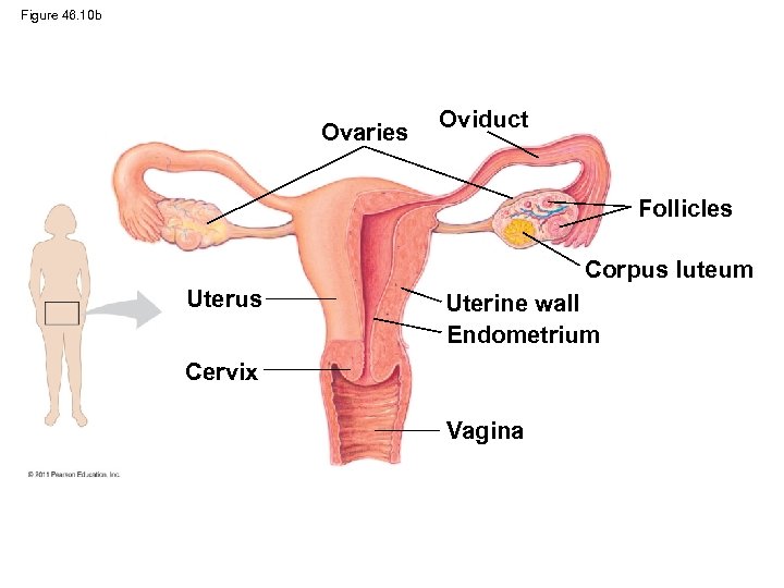 Figure 46. 10 b Ovaries Oviduct Follicles Corpus luteum Uterus Uterine wall Endometrium Cervix