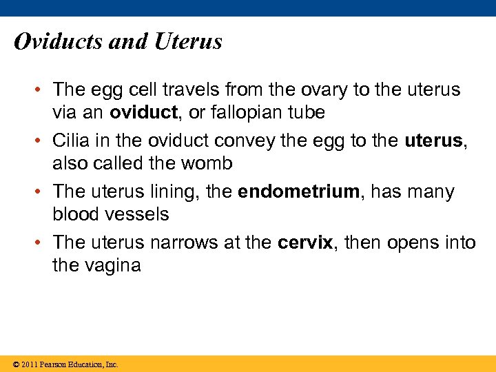 Oviducts and Uterus • The egg cell travels from the ovary to the uterus