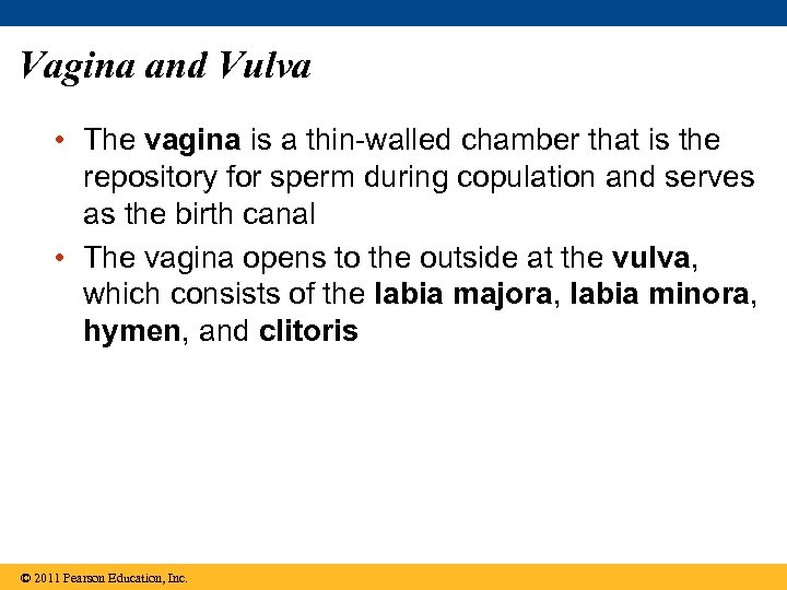 Vagina and Vulva • The vagina is a thin-walled chamber that is the repository