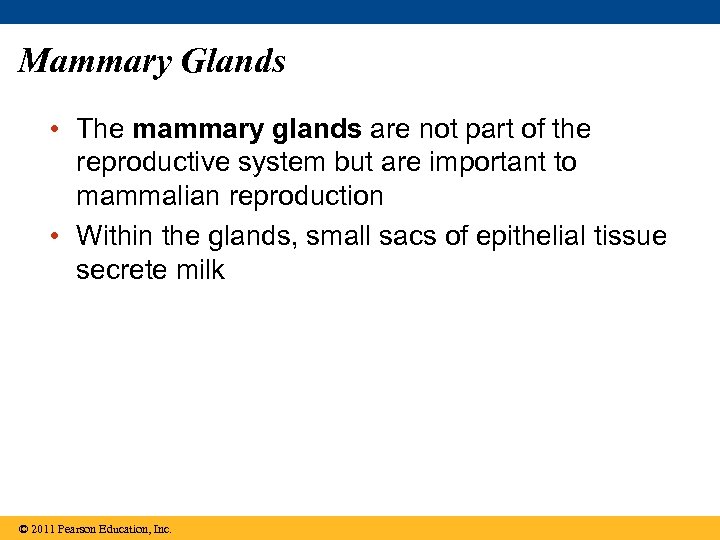 Mammary Glands • The mammary glands are not part of the reproductive system but