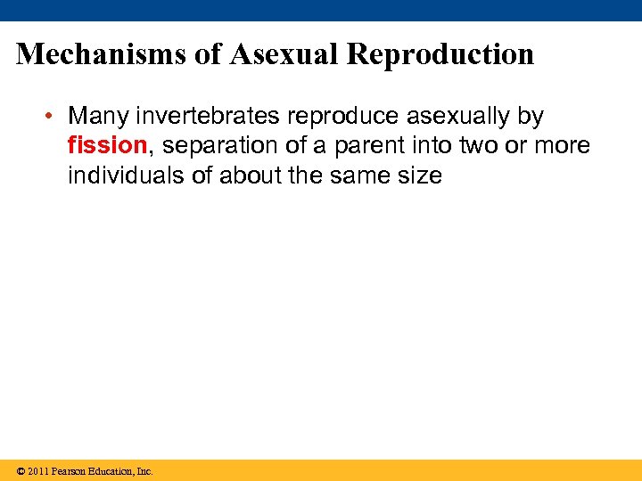 Mechanisms of Asexual Reproduction • Many invertebrates reproduce asexually by fission, separation of a