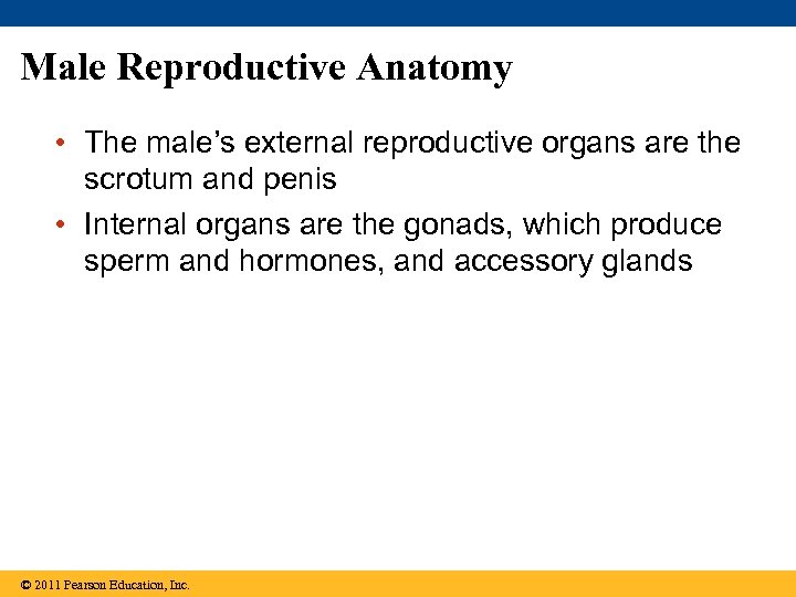 Male Reproductive Anatomy • The male’s external reproductive organs are the scrotum and penis