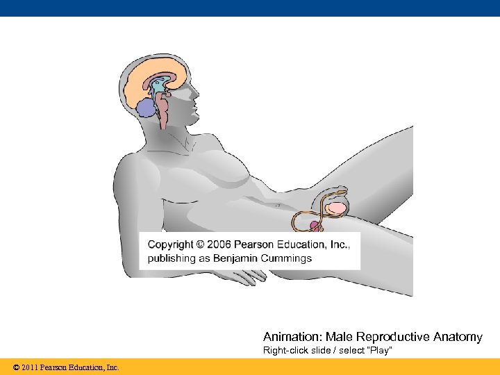 Animation: Male Reproductive Anatomy Right-click slide / select “Play” © 2011 Pearson Education, Inc.