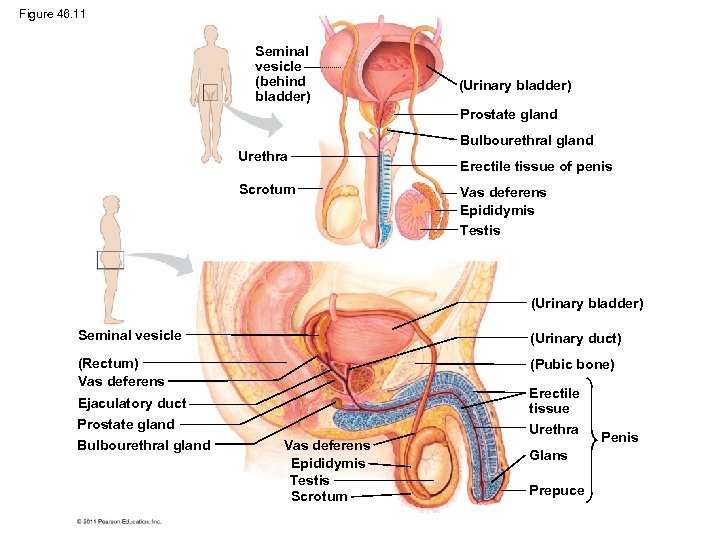 Figure 46. 11 Seminal vesicle (behind bladder) (Urinary bladder) Prostate gland Bulbourethral gland Urethra