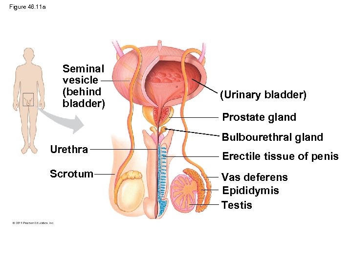 Figure 46. 11 a Seminal vesicle (behind bladder) (Urinary bladder) Prostate gland Bulbourethral gland