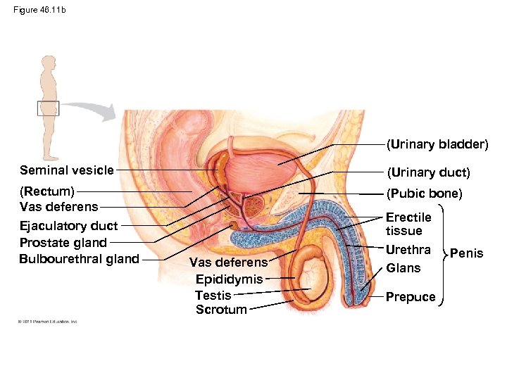 Figure 46. 11 b (Urinary bladder) Seminal vesicle (Urinary duct) (Rectum) Vas deferens Ejaculatory