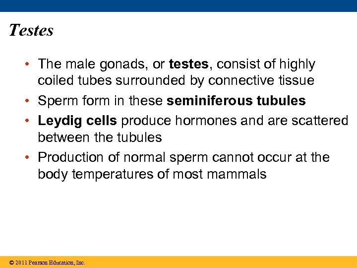 Testes • The male gonads, or testes, consist of highly coiled tubes surrounded by