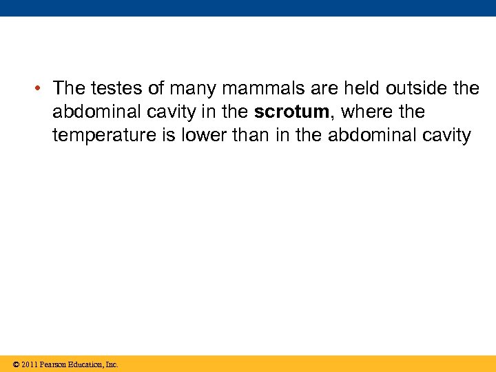  • The testes of many mammals are held outside the abdominal cavity in