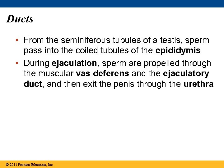 Ducts • From the seminiferous tubules of a testis, sperm pass into the coiled