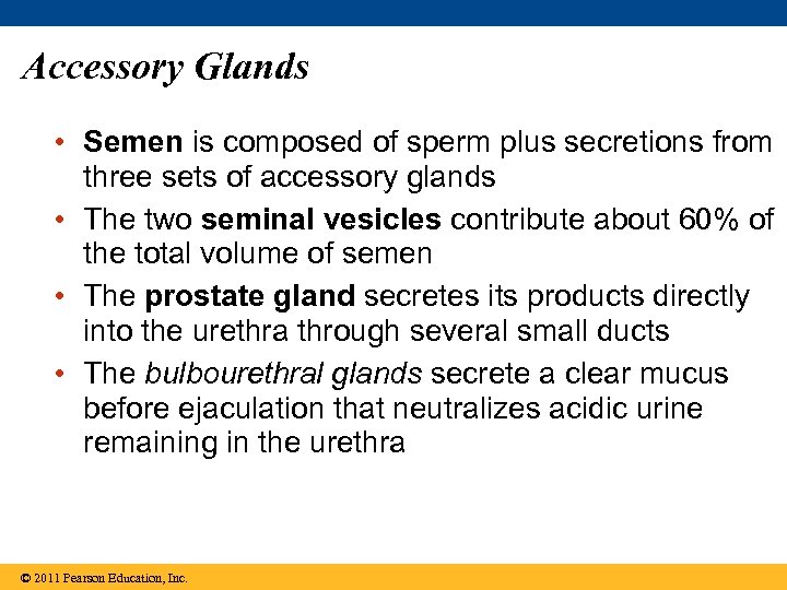 Accessory Glands • Semen is composed of sperm plus secretions from three sets of