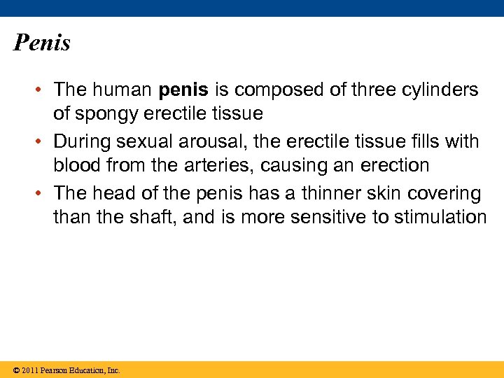 Penis • The human penis is composed of three cylinders of spongy erectile tissue