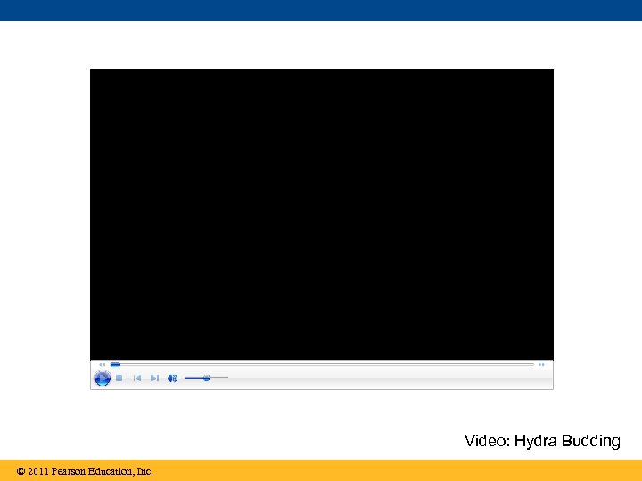 Video: Hydra Budding © 2011 Pearson Education, Inc. 