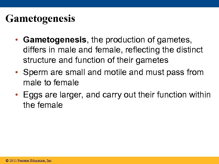 Gametogenesis • Gametogenesis, the production of gametes, differs in male and female, reflecting the