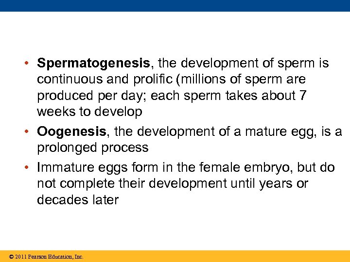  • Spermatogenesis, the development of sperm is continuous and prolific (millions of sperm