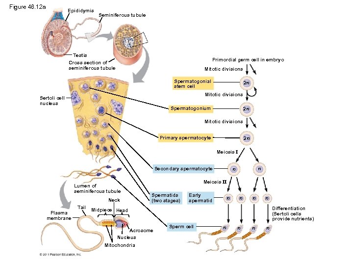 Figure 46. 12 a Epididymis Seminiferous tubule Testis Primordial germ cell in embryo Cross