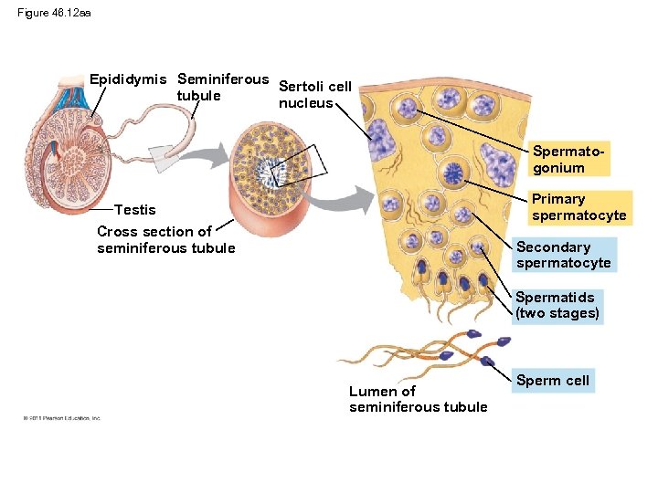 Figure 46. 12 aa Epididymis Seminiferous Sertoli cell tubule nucleus Spermatogonium Primary spermatocyte Testis