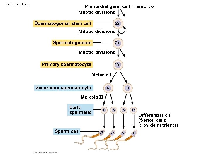 Figure 46. 12 ab Primordial germ cell in embryo Mitotic divisions 2 n Spermatogonial