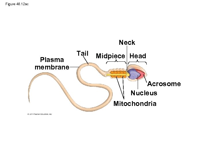 Figure 46. 12 ac Neck Plasma membrane Tail Midpiece Head Acrosome Nucleus Mitochondria 