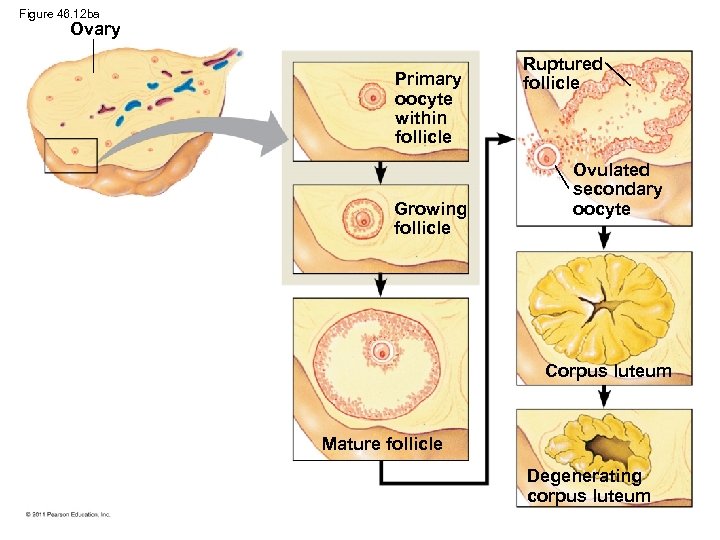 Figure 46. 12 ba Ovary Primary oocyte within follicle Growing follicle Ruptured follicle Ovulated