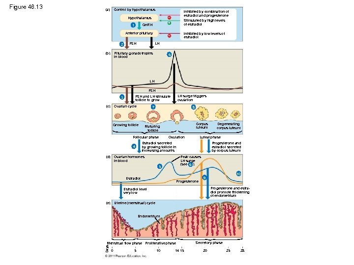 (a) Control by hypothalamus Gn. RH 1 Anterior pituitary 2 (b) Inhibited by combination