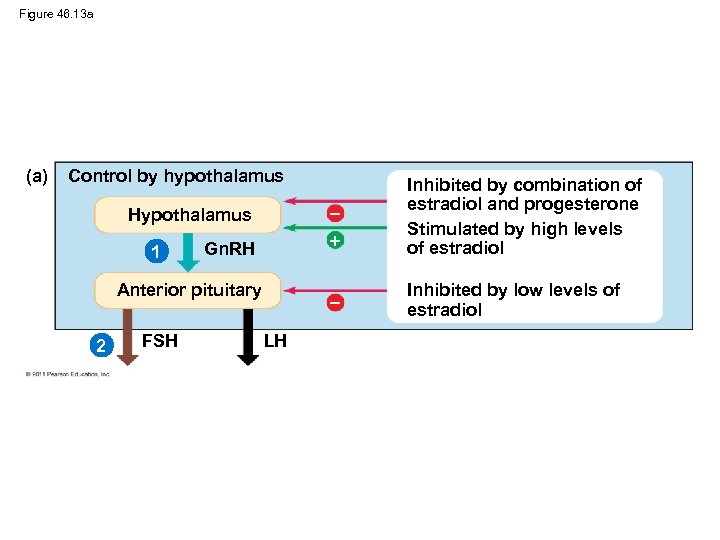 Figure 46. 13 a (a) Control by hypothalamus Hypothalamus Gn. RH Inhibited by combination